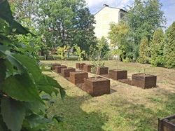 Na zdjęciu znajduje się ogród z grządkami w podniesionych skrzyniach drewnianych, ustawionych w równych rzędach. W każdej skrzyni rośnie małe drzewko lub roślina. Teren wygląda na zadbany, otoczony drzewami i krzewami. W tle widoczny jest budynek mieszkalny i inne drzewa, co sugeruje, że ogród może znajdować się na osiedlu lub w pobliżu budynków mieszkalnych.